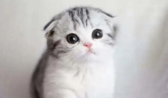 耳朵弯的猫咪一定是折耳猫吗？