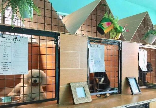 狗狗寄养一般怎么收费