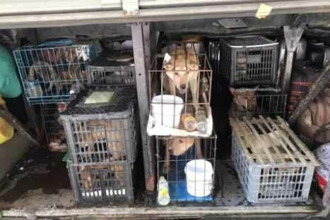 宠物大巴车托运价格 宠物大巴车托运价格