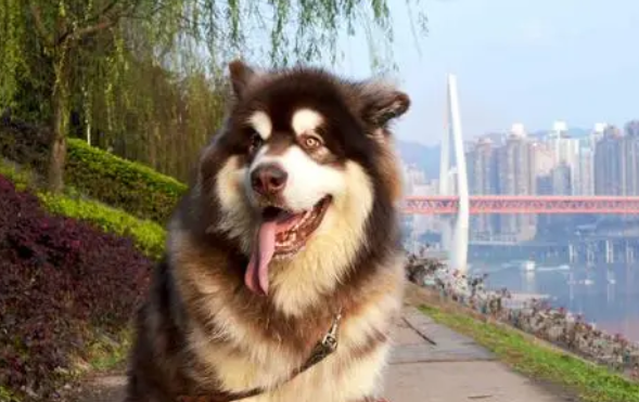 看上去是猛汉,实际是温柔“舔狗” 看上去是猛汉,实际是温柔“舔狗”