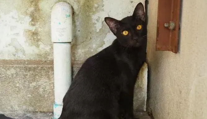猫咪为什么坐在墙角叫