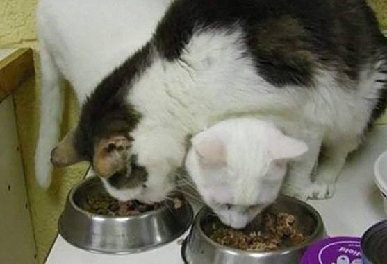 猫粮和我们人类的食物有啥区别呢？来看看吧