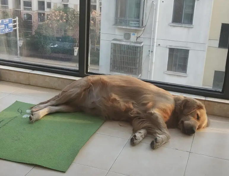 为什么狗狗不喜欢在阳台
