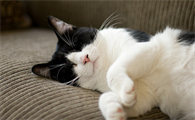 猫吐胃液，大便也是黄色的，是猫瘟吗？