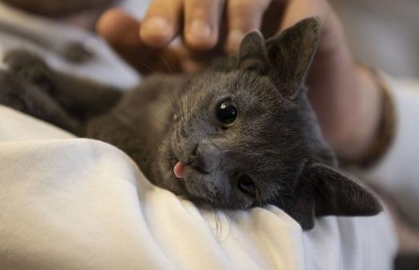猫咪可以搬回家吗？为什么啊？
