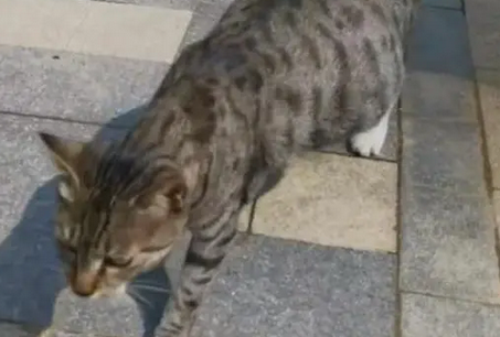 面对即将到来的连续降雨，在地缝产子的流浪猫又该何去何从