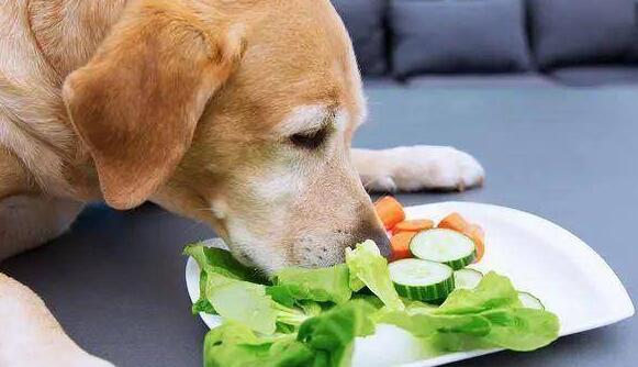 难道说也有人不清楚？狗狗不能吃这5种蔬菜！