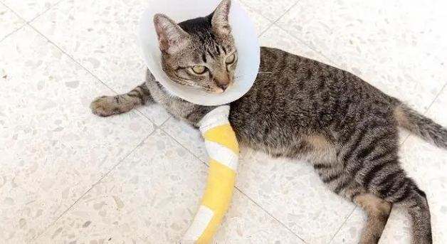 猫猫左前爪不敢着地是为什么