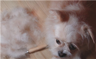 狗狗疯狂掉毛的原因，居然是这些？