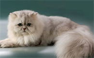 训练波斯猫的时候需要掌握哪些训练技巧？
