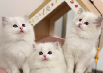 北京的布偶猫猫舍 北京的布偶猫猫舍