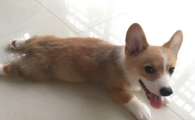 柯基性格特点优缺点