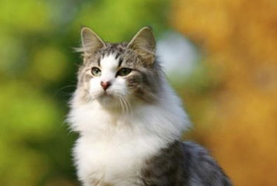缅因猫个性特征及美容步骤。