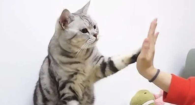 如何训练猫咪握手?训练猫咪握手打招呼的方法! 如何训练猫咪握手?训练猫咪握手打招呼的方法!