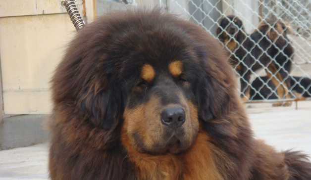 藏獒性格怎么样? 藏獒性格怎么样?