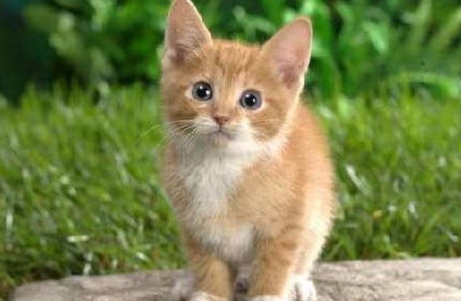 猫咪在马桶上上厕所真的好吗?这事儿靠谱吗? 猫咪在马桶上上厕所真的好吗?这事儿靠谱吗?