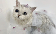 猫咪洗澡用什么沐浴露好
