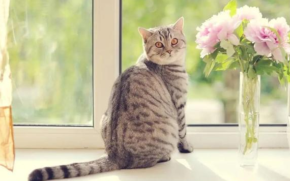猫咪营养不良比较瘦怎么办?赶紧给它补充营养吧! 猫咪营养不良比较瘦怎么办?赶紧给它补充营养吧!