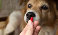 狗狗吃驱虫药多长时间见效