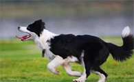 购买边境牧羊犬前须知的基本特征是什么?来看看吧