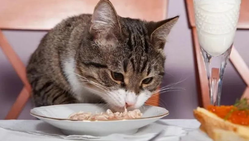 猫咪精神好但是不吃饭怎么办