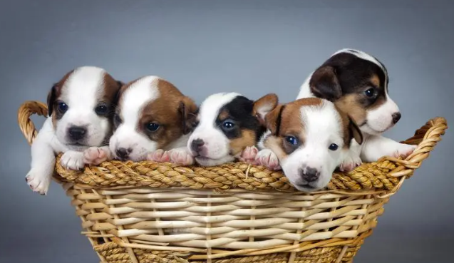 犬弓形虫是怎么回事?犬弓形虫对孕妇的影响 犬弓形虫是怎么回事?犬弓形虫对孕妇的影响