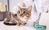 猫瘟会把整个屋子感染吗