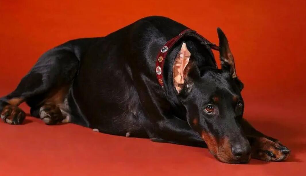 短毛大型犬品种和图片