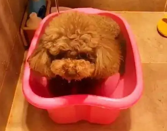 怎么样训练好泰迪狗? 怎么样训练好泰迪狗?