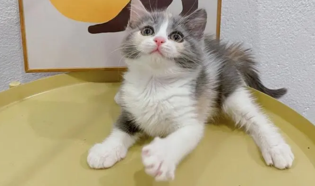 三花英短猫多少钱一只 三花英短猫多少钱一只