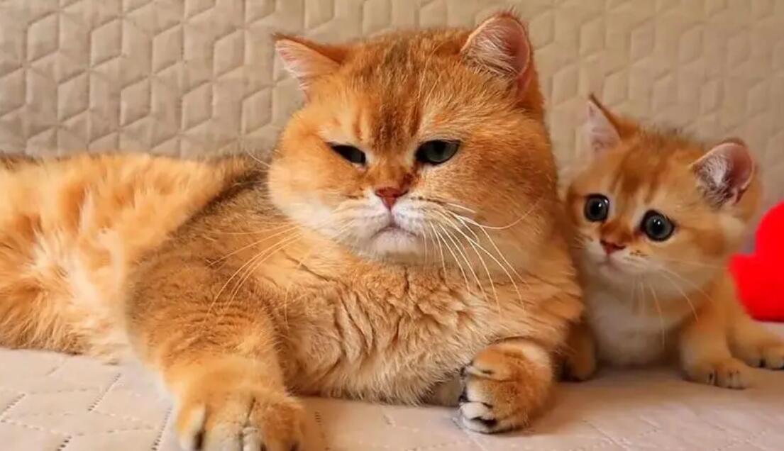 猫妈跟自己的儿子生的能活吗 猫妈跟自己的儿子生的能活吗