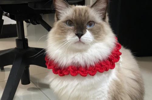 重点色布偶猫值得养吗 重点色布偶猫值得养吗