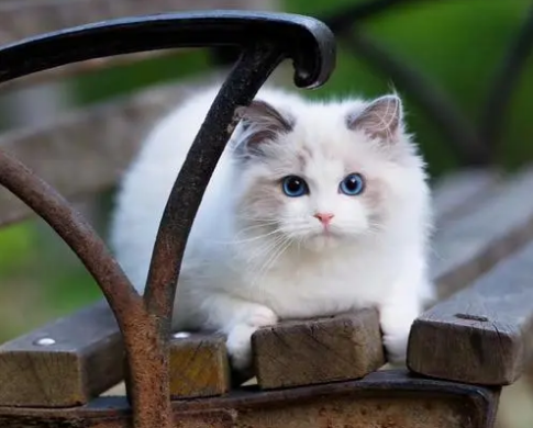 布偶猫与英短杂交的图片 布偶猫与英短杂交的图片