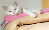 猫有月经吗？