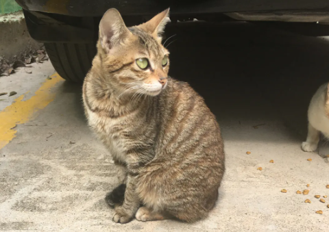 小猫不见了一家人急得什么 小猫不见了一家人急得什么