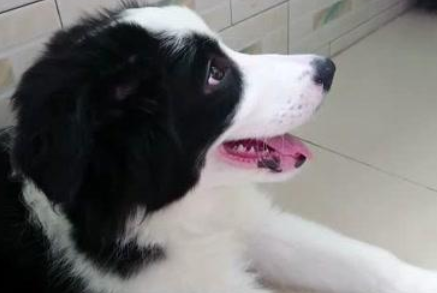 今日分享：边牧碰到玻璃渣脚垫流血怎么办？