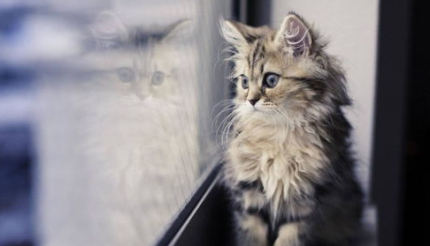 怎么防止猫的毛球症?养猫必看!