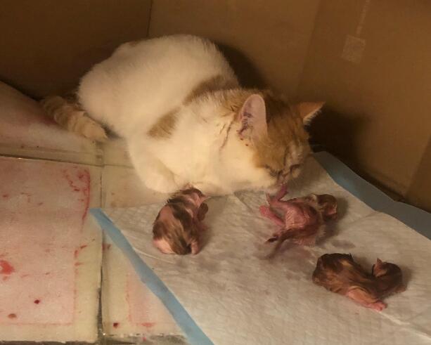 猫咪如何分娩？猫咪分娩注意事项！(猫咪怎么分娩)