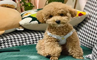 香槟色泰迪狗多少钱一只