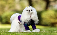 有的狗狗为什么会长头发的原因