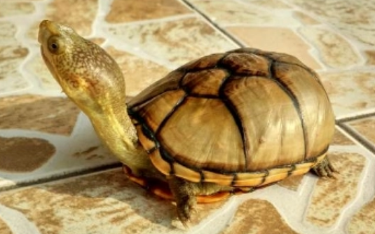 东方泥龟需要晒背吗？