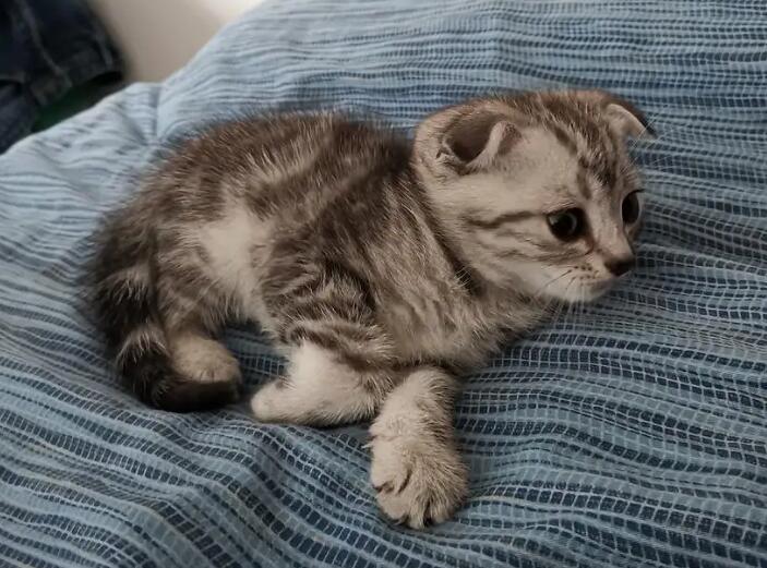 养猫必修课:关于猫咪心脏的一些基本知识!