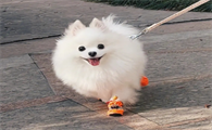 狗狗缺钙吃什么好