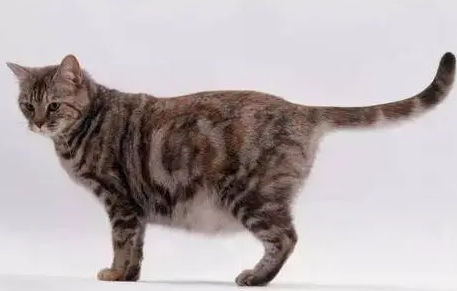 猫咪怀孕为什么走路摇晃呢