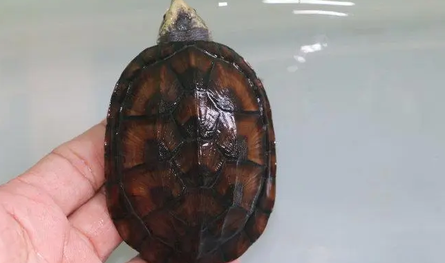 蝎泽蛋龟要加温吗?一起来看看吧 蝎泽蛋龟要加温吗?一起来看看吧