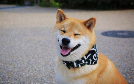 柴犬的生理期也是它的繁殖期吗?来get下吧 柴犬的生理期也是它的繁殖期吗?来get下吧