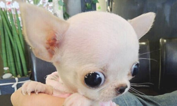合适女生养的小型犬，蝴蝶犬也入选？