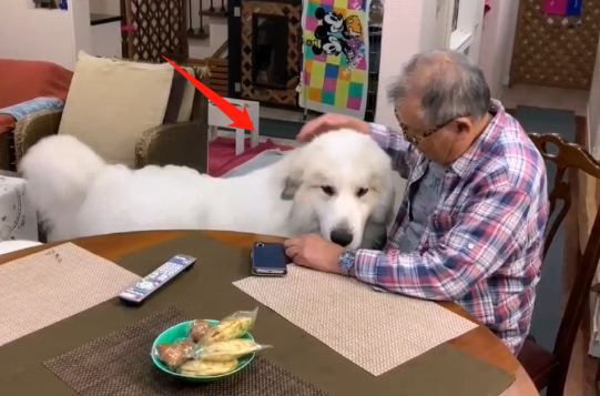 2只小狗十几个月后大变样，还经常对老人撒娇：沉重的负担呀
