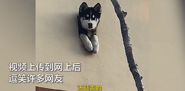 抬头一看哈士奇卡在墙里，以为是摊上事了