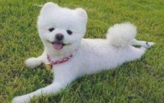 这几种狗狗非常凶残,要小心! 这几种狗狗非常凶残,要小心!